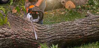 Best Root Management and Removal  in Twinsburg Heights, OH